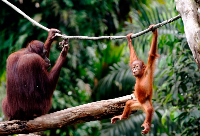 Image: An Orangutan plays in an enclosure at the Singapore Zoo