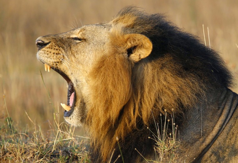 Image: A lions yawns at Nairobi's National Park