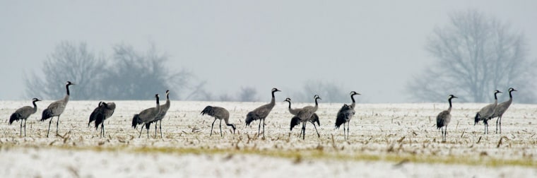 Image: Cranes in the snow in Germany