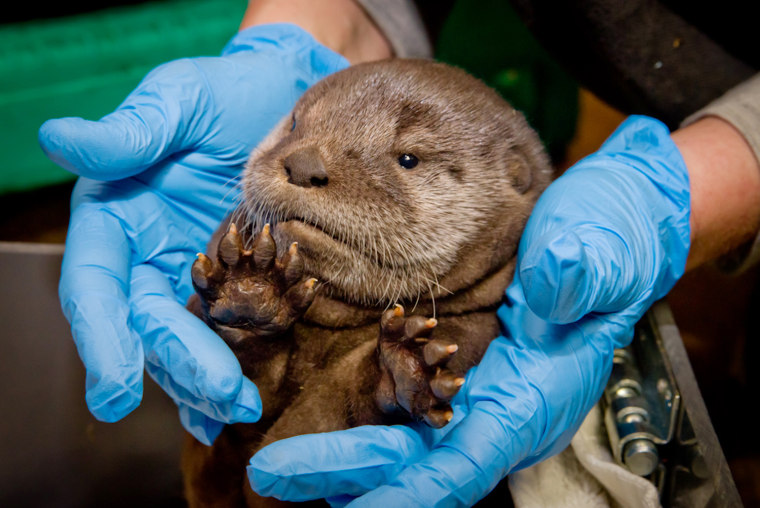 A baby river otter just out the den during a quick check up. Â©Â Oregon Zoo / photo by Michael Durham.