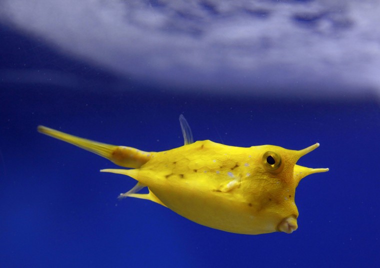 Image: Longhorn Cowfish at the Two Oceans Aquarium in Cape Town