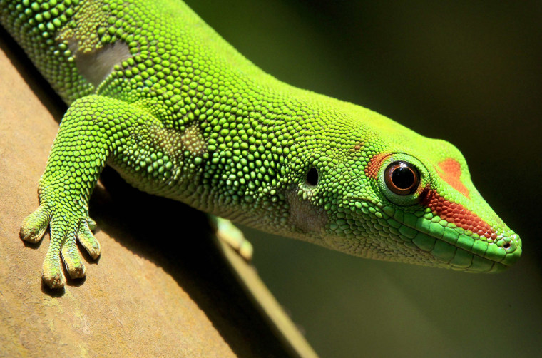 Image: A Madagascar day gecko sits on a perch in the Masoala rainforest hall at the zoo in Zurich