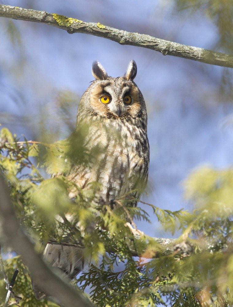 Image: A long-eared owl sits on a branch of a tree in the village of Rechen