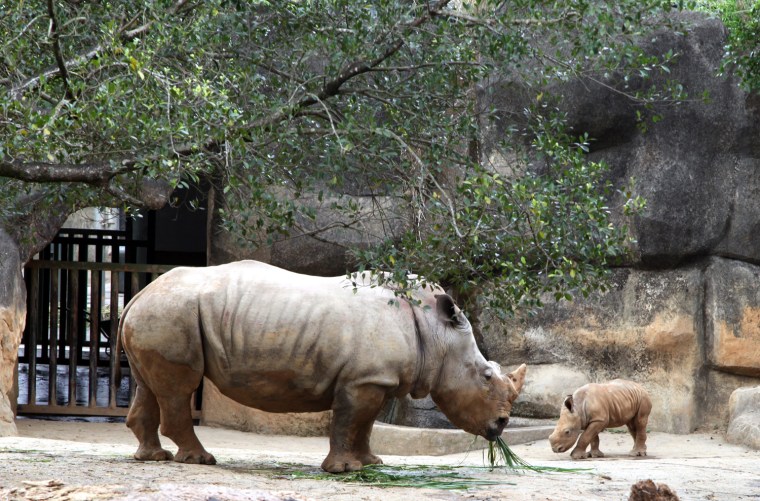 Image: Baby white rhino in Taipei Zoo