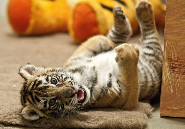 Image: Three-week old Bengal tiger cub at the Zoo of Gyor