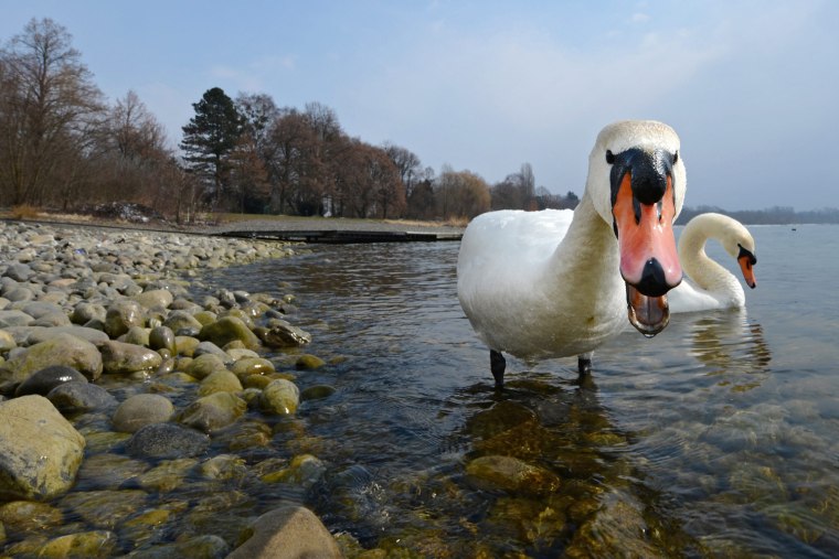 Image: Swans at Lake Constance