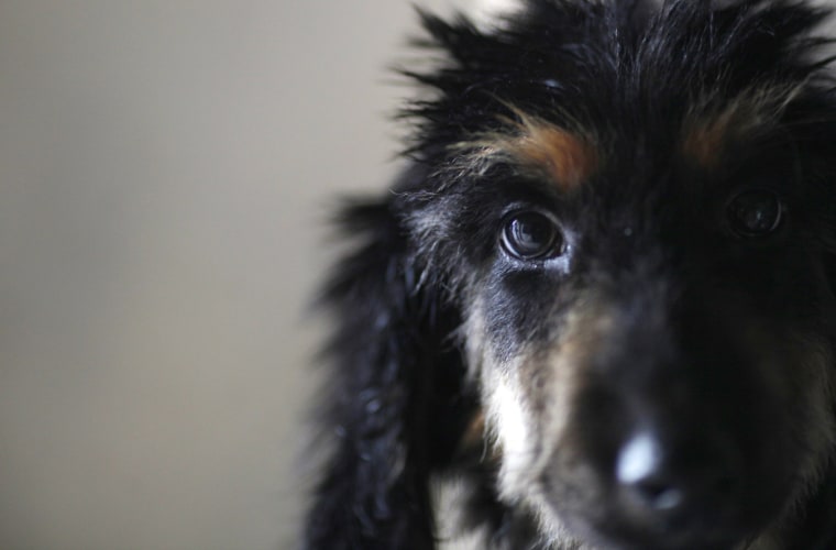 Image: Rachel, a three-month-old Afghan Hound, is seen at a dog training camp in suburban Shanghai, before attending the Shanghai International Dog Show