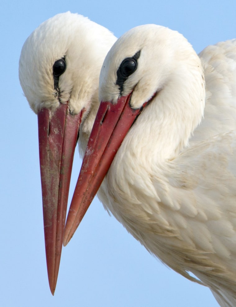 Image: Storks in their nest