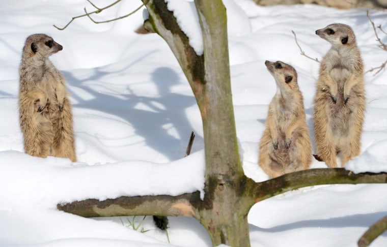 Image: Suricats in the snow