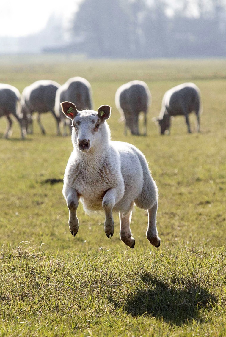 A happy lamb jumps in a field near Berkel en Rodenrijs, The Netherlands, on...