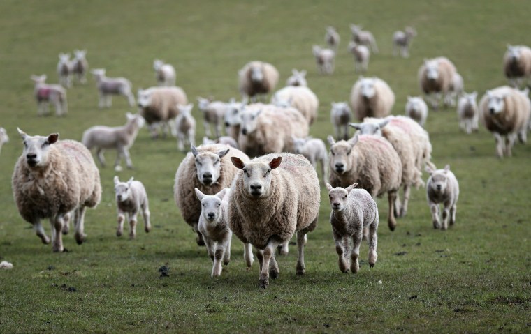 Image: Cold Snap Means Difficult Conditions for Welsh Sheep Farmers