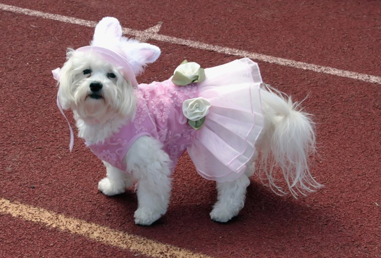 Image: Woofin Paws Pet Fashion Show