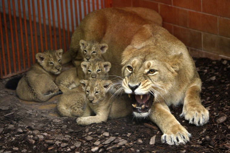 Image: Shirwane, an Indian Lion, growls as her six-week-old cubs are approached at the Budapest Zoo