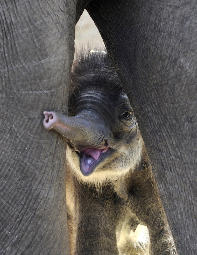 Image: SPAIN-ANIMAL-ZOO-ELEPHANT