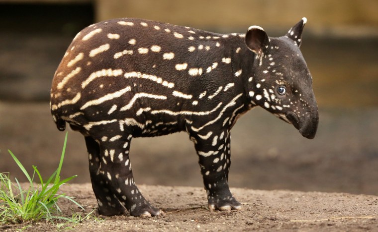 Image: Baby tapir is given the name Baru