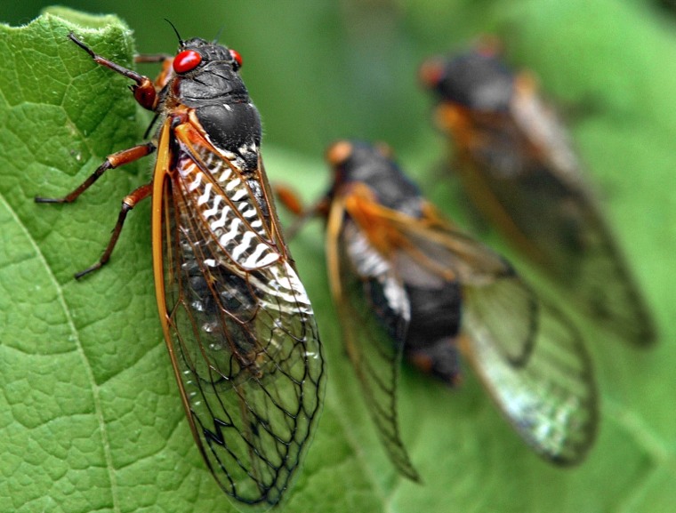 cicada season