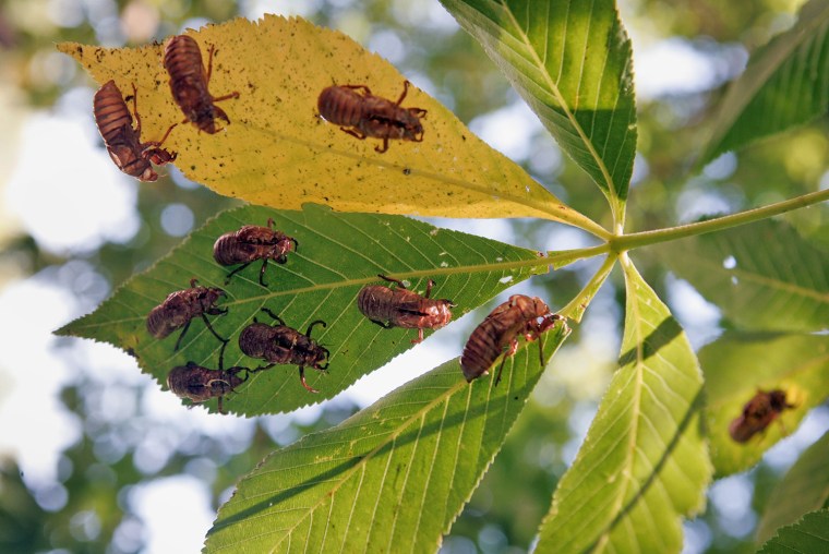 Image: Cicadas Return To Midwest