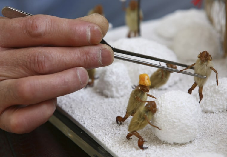 Image: A folk artist adjusts a display of mini \"Maohou\", Chinese folk art made from cicada, in Wuhan
