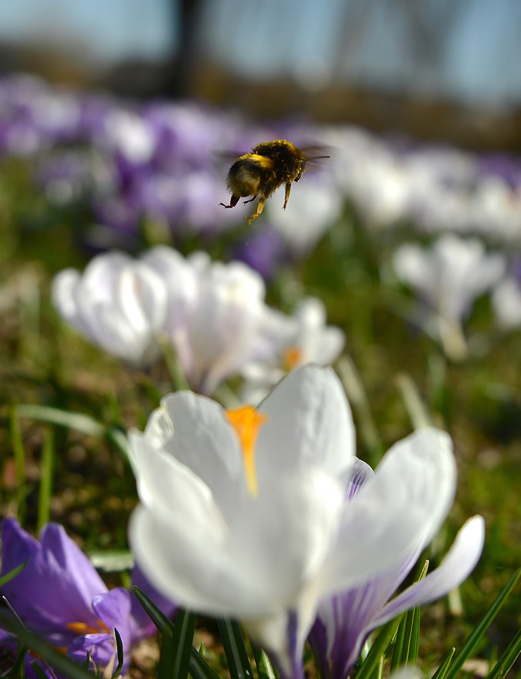 Image: GERMANY-WEATHER-BEE-FEATURE