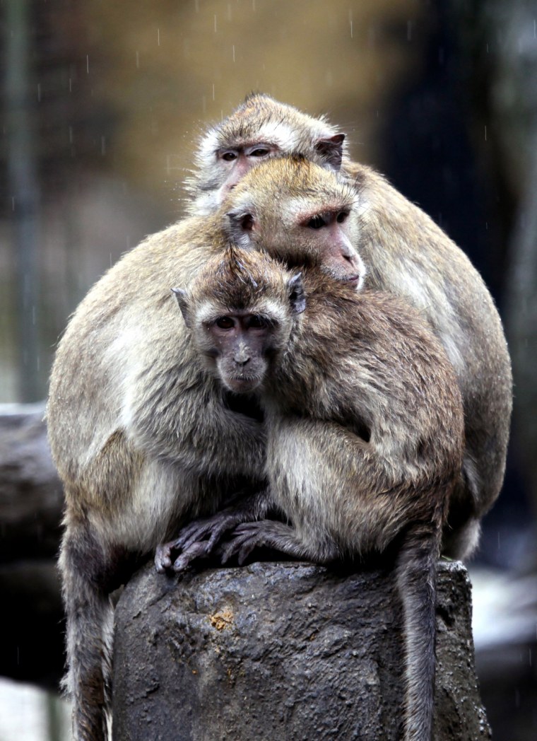 Image: Long-tailed macaques (Macaca fascicularis)