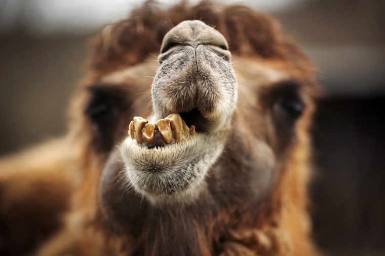 Image: GERMANY-ANIMAL-CAMEL