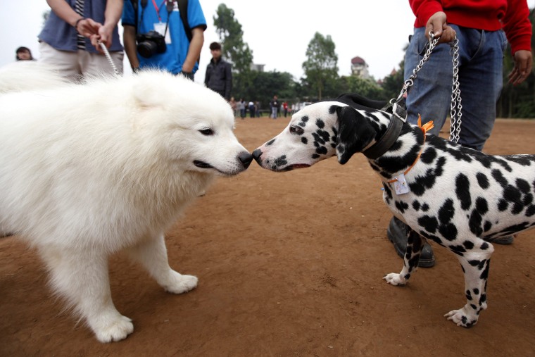 Image: Vietnam dog show 2013