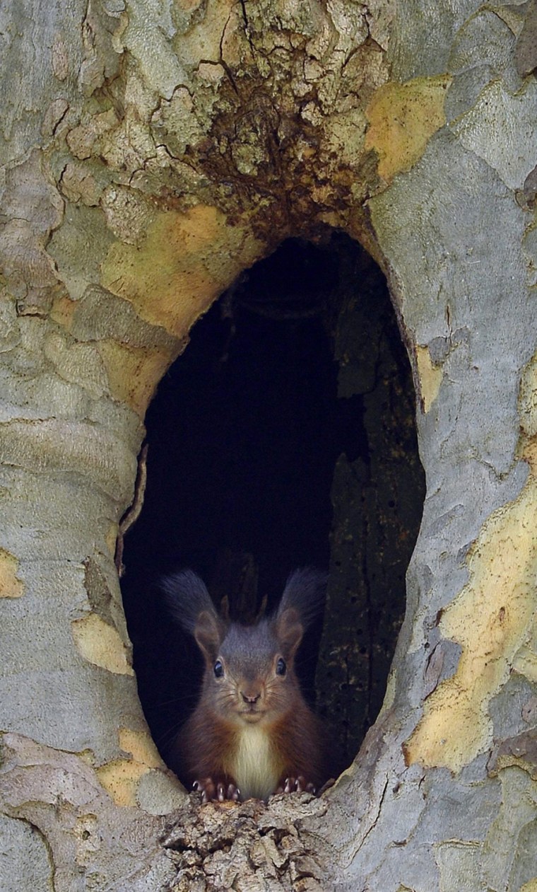 Image: A squirrel looks out of a hole of a plane tree in Geneva