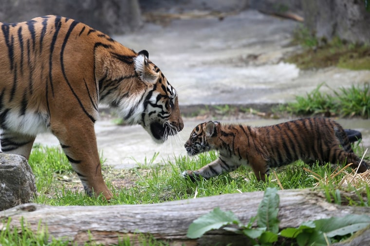 Image: Two-Month Old Sumatran Tiger Cub Meets Public For First Time At SF Zoo