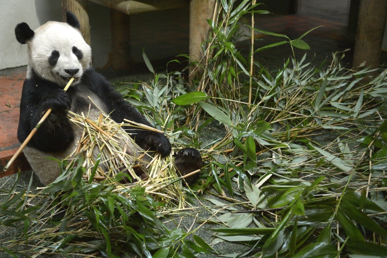 Image: Giant Pandas Tian Tian And Yang Guang Ahead Of The 2013 Breeding Season