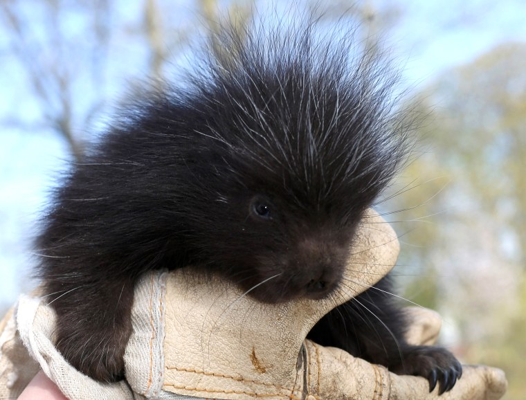 Image: Porcupine in the Magdeburg zoo