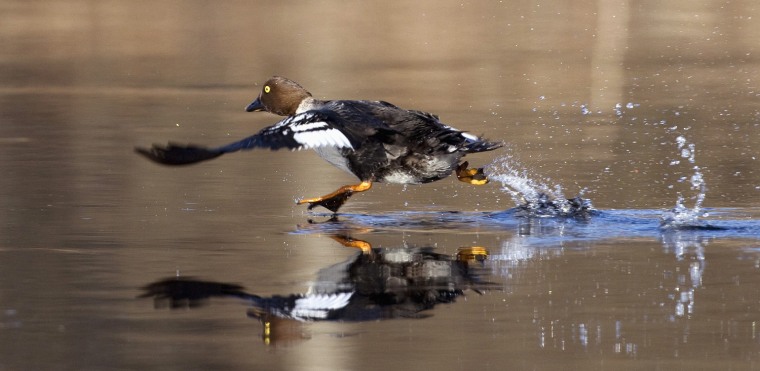 Image: A Goldeneye runs on the surface of a river near the remote village of Sosnovy Bor