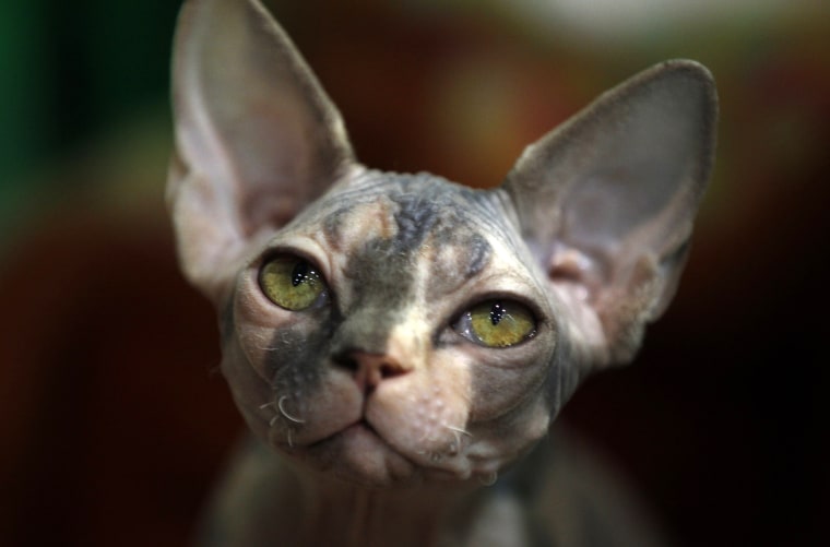 Image: Peterbald cat 'Barcelona' is presented at the World Cat Exhibition in Dortmund