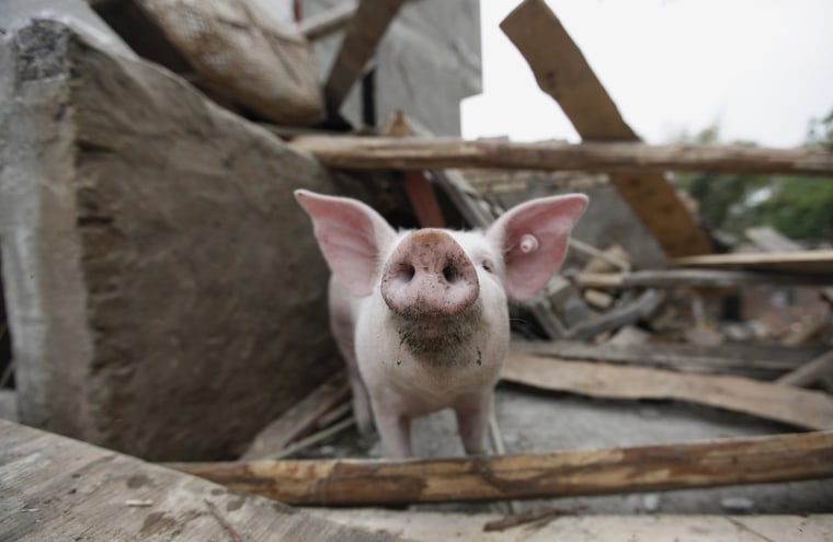 Image: A pig is seen in a damaged pigsty at a village on the second day after an earthquake hit Longmen township of Lushan county