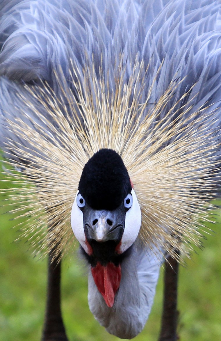 Image: A Crowned Crane grazes at a hotel compound in Nairobi