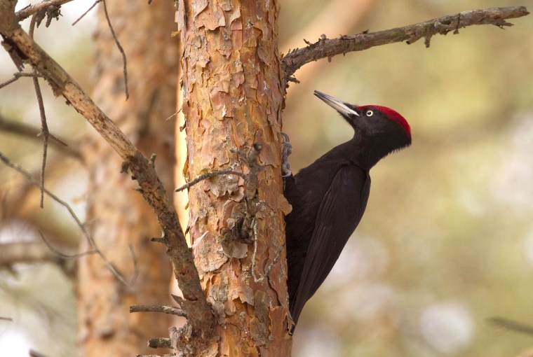 Image: A Black Woodpecker is seen in a forest near the village of Rudnia