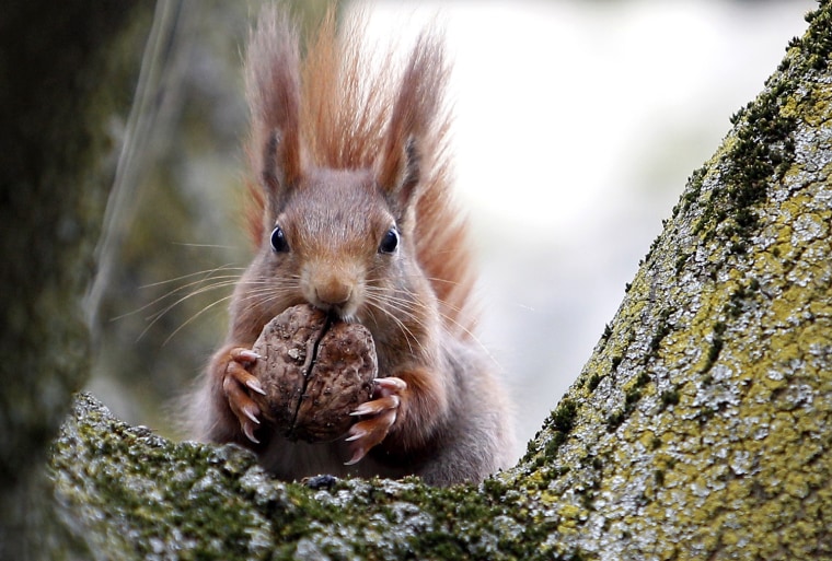 Image: Red squirrel sits in a tree as it holds walnut in Frankfurt's city centre