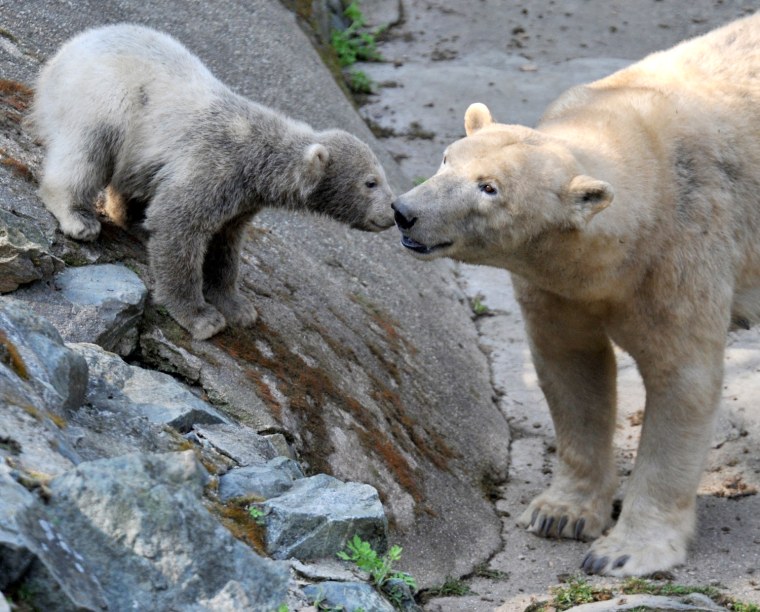 Image: Polar Bears At Brno Zoo