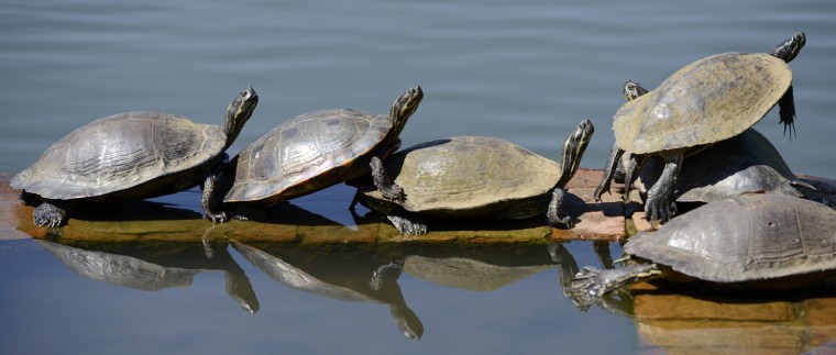 Image: Turtles sun themselves