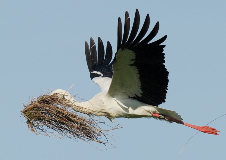 Image: A white stork transports nesting material
