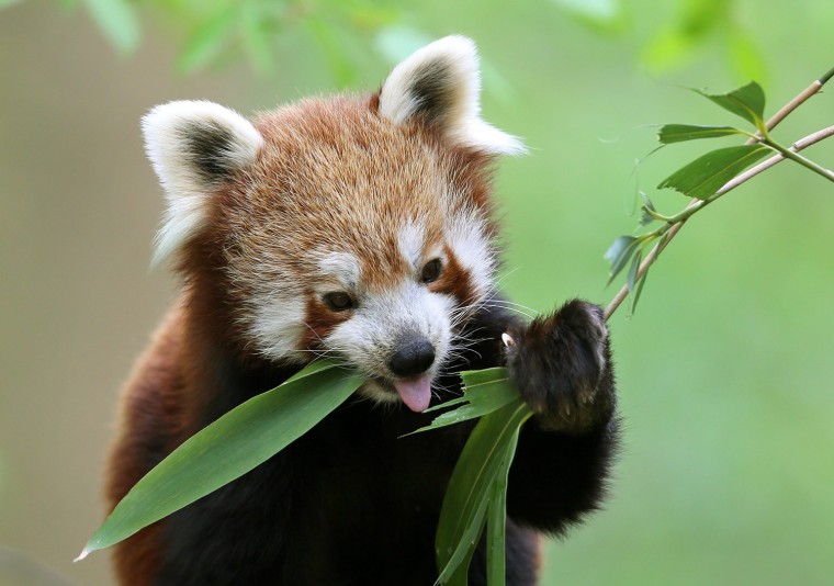 Image: Red panda