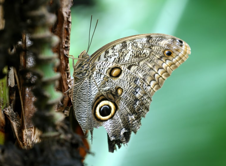 Image: An owl butterfly sits on a banana plant