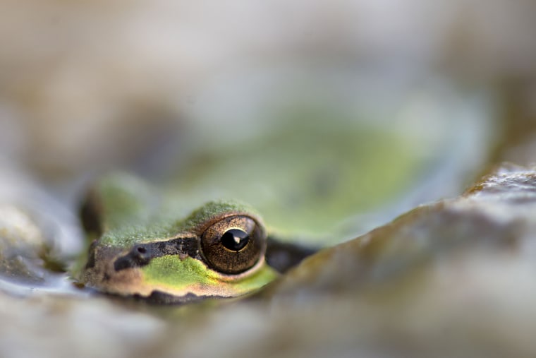 Image: Tree Frog