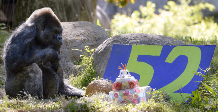 Image: Oldest known male gorilla celebrates 52nd birthday
