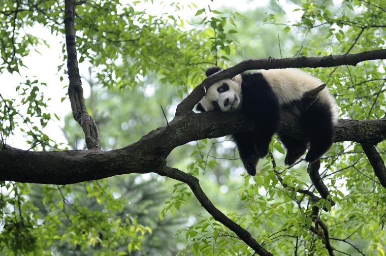 Image: Giant panda rests on a tree at a panda kindergarten in Bifengxia giant panda base