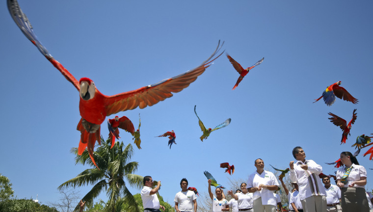 Image: MEXICO-SCARLET MACAW-GUINESS RECORD