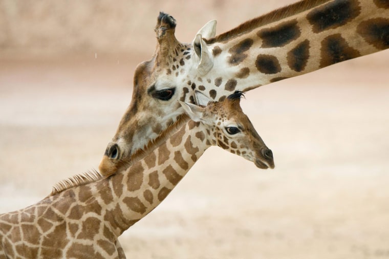 Image: Rothschild's Giraffe baby in Hanover