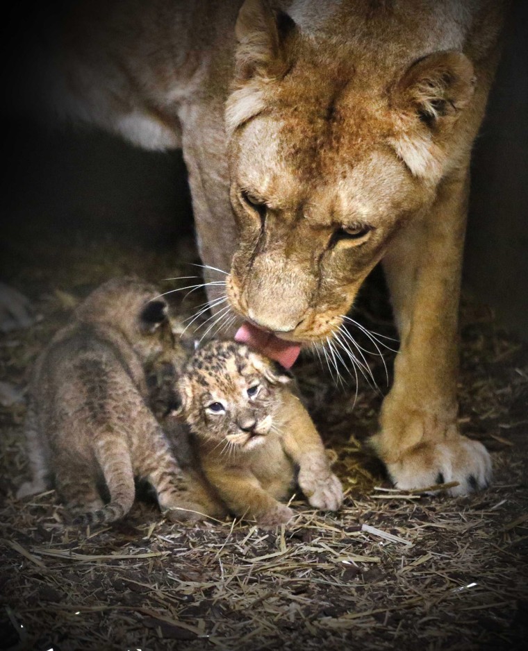 Image: Lion Offspring at Emmen Zoo