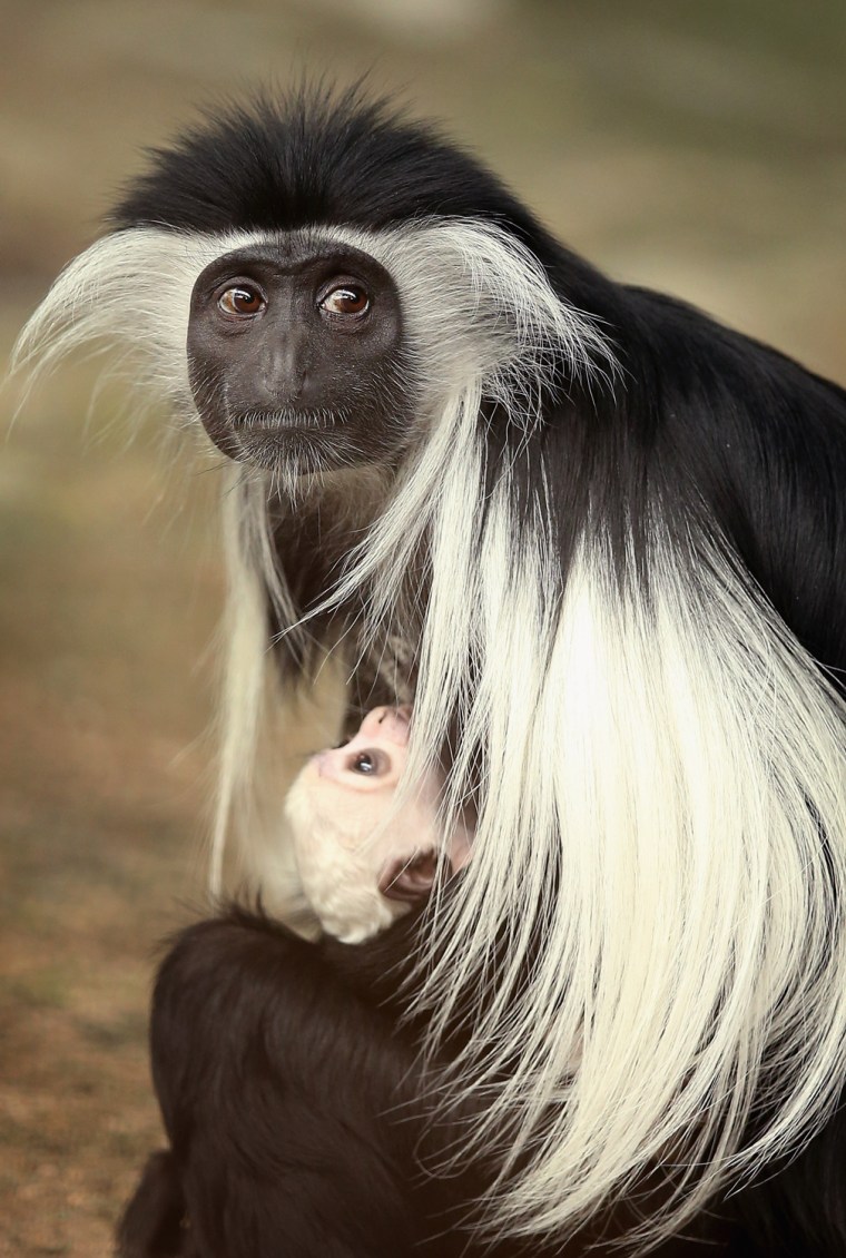 Image: Angolan Colobus Monkey Born At Chicago-Area Brookfield Zoo
