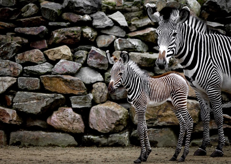 Image: Newborn zebra at Zoo Artis in Amsterdam