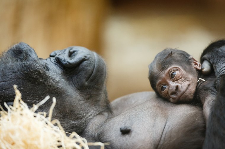 Image: Baby Gorilla Born In Prague Zoo